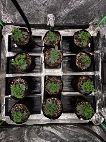 Pink Passion Fruit — vegetative, day 26