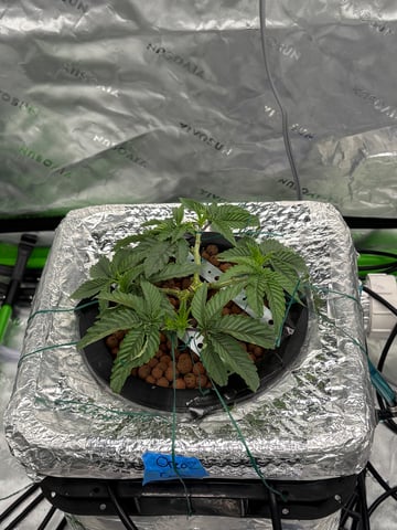 First Grow (Hydro) — vegetative, day 49