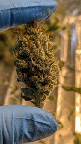 Grow 1 — harvest, day 108