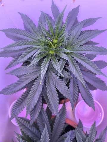 unknown strain 1st grow — vegetative, day 29