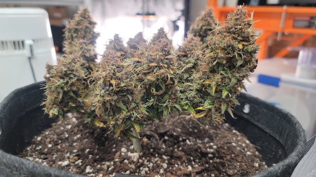 Number Two.  Lola — harvest, day 115