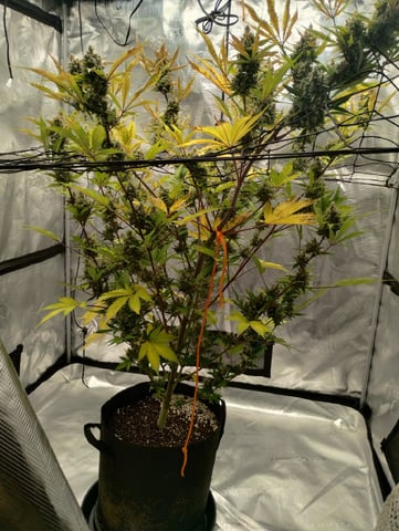 Round 2🥊 — flower, day 91