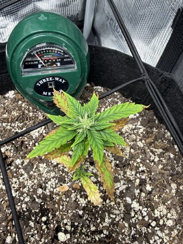 Gorilla Cookies — 1st Grow — flower, day 47