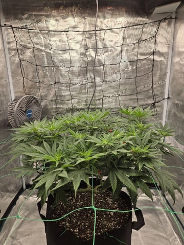  Insane OG — flower, day 78