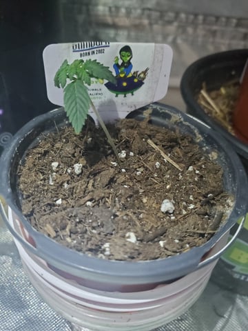 Alien Rock Candy & Grape Deebo — seedling_rooting, day 14
