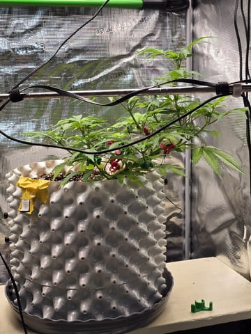 Candy,Punch,Lobsta — flower, day 35