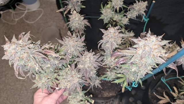 Mixed Grow — flower, day 129