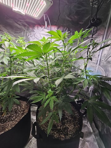 Jenny Kush photoperiod — flower, day 95