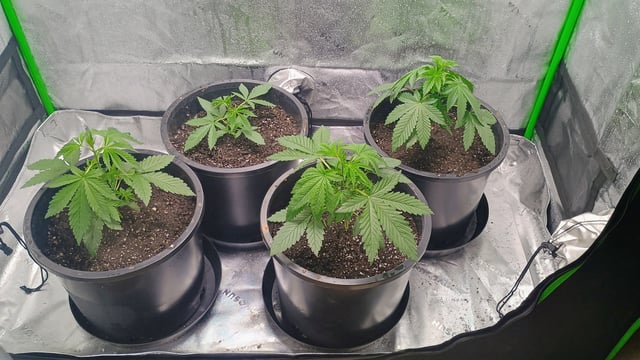 1st Batch — vegetative, day 34