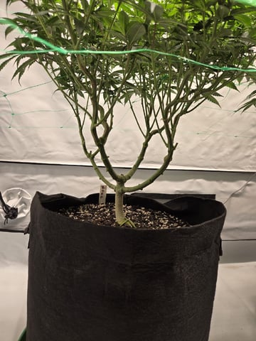 Zoap & Mimosa x OrangePunch — flower, day 85