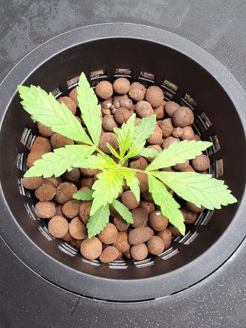 STELLA — vegetative, day 38