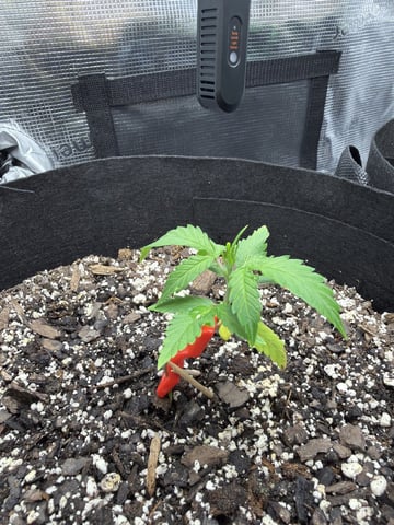 Gorilla Cookies — 1st Grow — vegetative, day 27
