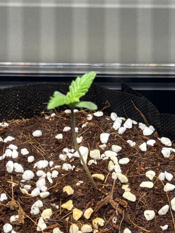 New Grow — seedling_rooting, day 1
