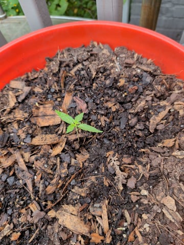 2026 — seedling_rooting, day 14