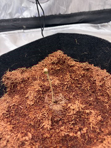 Pineapple Express auto — germination, day 1