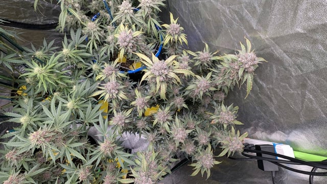 Mixed Grow — flower, day 91