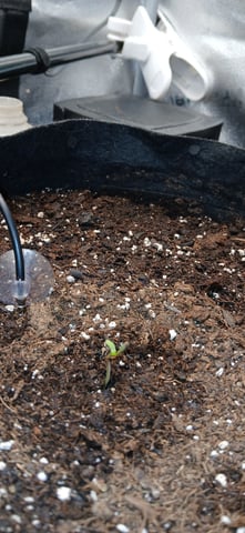 Diesel Auto Round 2 — germination, day 5