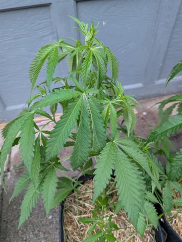 outdoor — vegetative, day 60