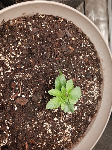 9lbhammer feminized  — vegetative, day 10