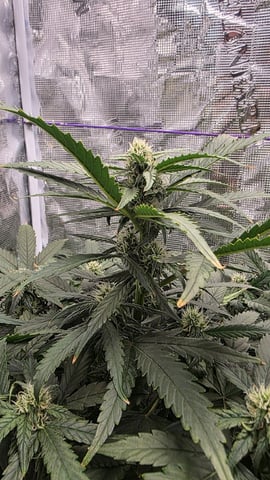 Sapphyre & Rockslide — flower, day 73