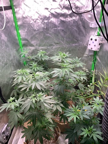 Papaya Frosting  — vegetative, day 59