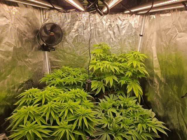 Double Trouble  — flower, day 47