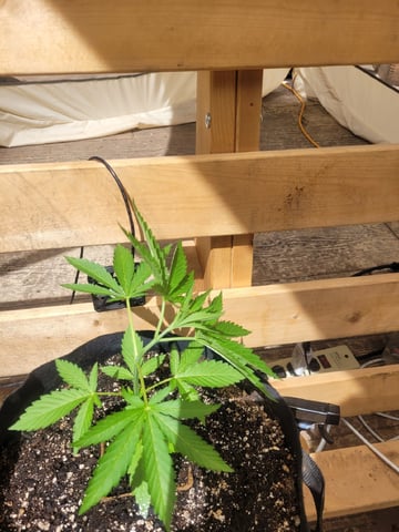 Clones And Hermie Seeds — vegetative, day 34
