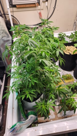 veg tent adventures! — vegetative, day 11