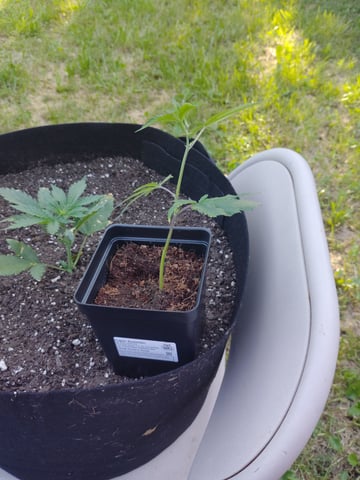 Outdoor Grow 1 — vegetative, day 4