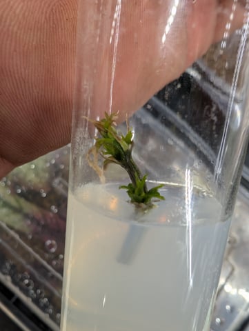 Plant in a test tube — seedling_rooting, day 101