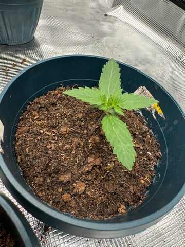 Grow Number 2 — seedling_rooting, day 10