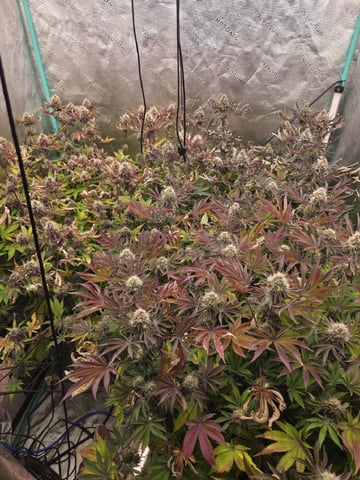Relentless Genetics Trop Cherry S1 — flower, day 68
