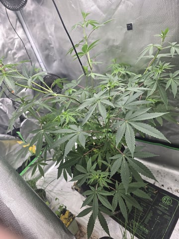 new start — flower, day 108