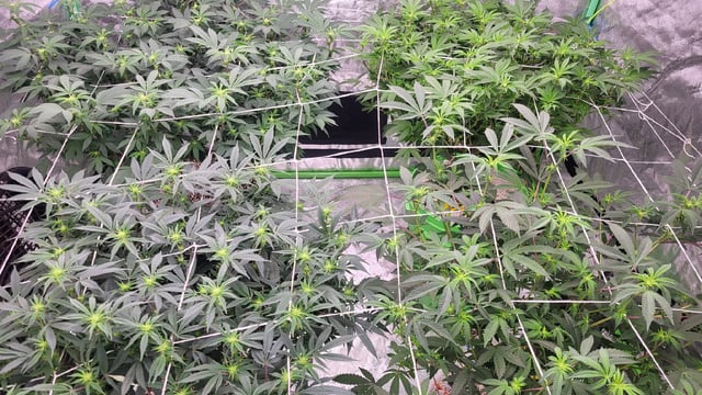 1st grow indoors(cardboard box to 2x2x4 to 5x5x6) — flower, day 95