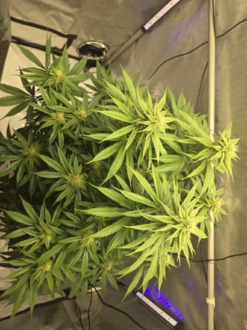 First Indoor Grow — germination, day 92