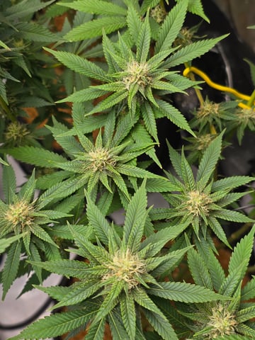 Purple Haze  — flower, day 81