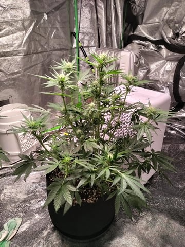 Banana Purple Punch Auto — flower, day 40