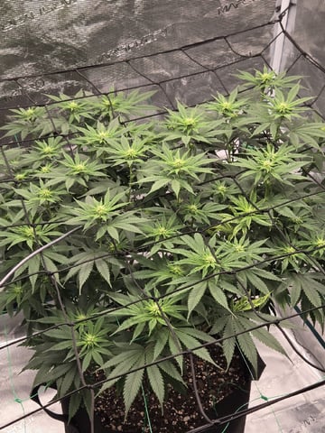  Insane OG — flower, day 92