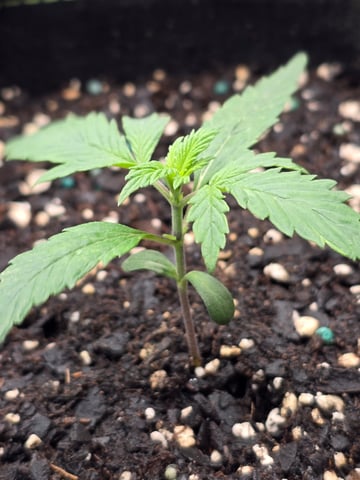 blue dream auto — vegetative, day 15