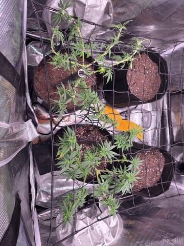 Blue Dream Feminized  — vegetative, day 66