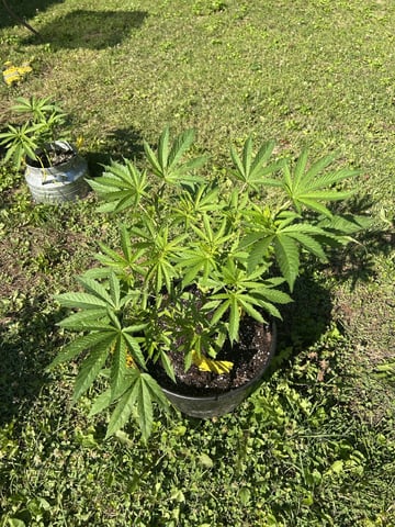 2026 Outdoor — vegetative, day 53