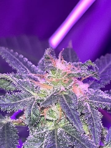 First attempt grow 😶‍🌫️ — flower, day 123