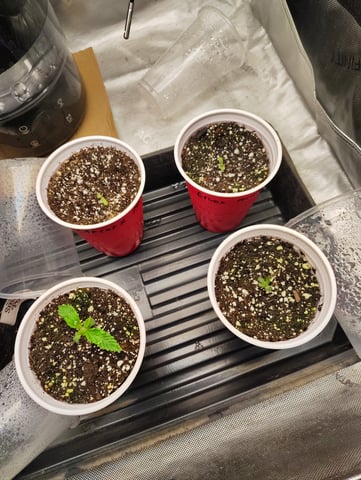 Athena Run  — seedling_rooting, day 8