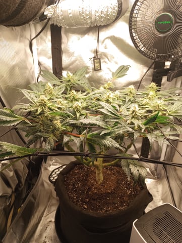 Wizard Punch first grow  — flower, day 87
