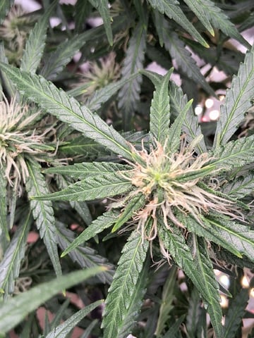 Seedman mix auto & seedman mix auto & GodFather OG — flower, day 78