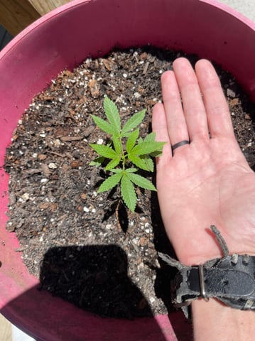 Alfie & Franki — vegetative, day 40