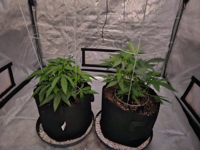 BLACKCHERRY SHERB — vegetative, day 8