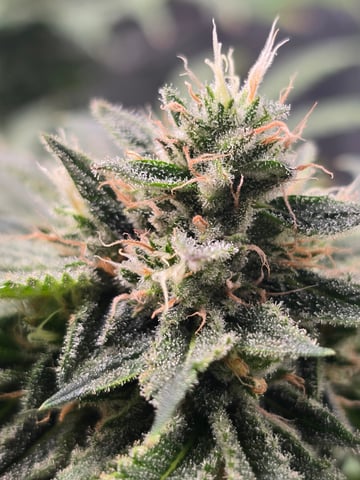 First grow — flower, day 107