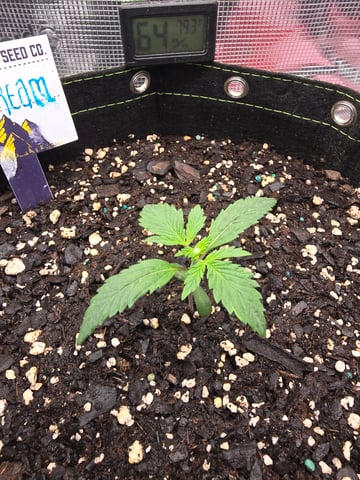 blue dream auto — vegetative, day 14