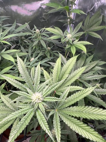 Photo Femboy Party — flower, day 2